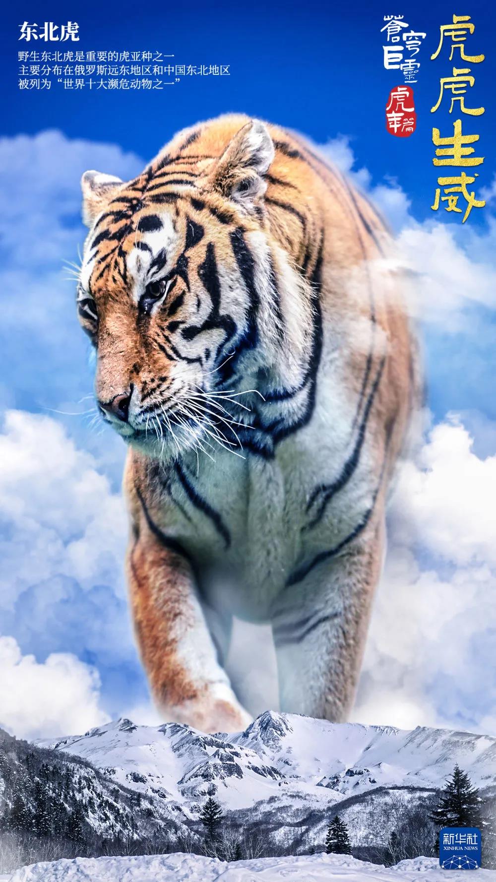 蒼穹巨靈！中國東北虎來拜年啦！